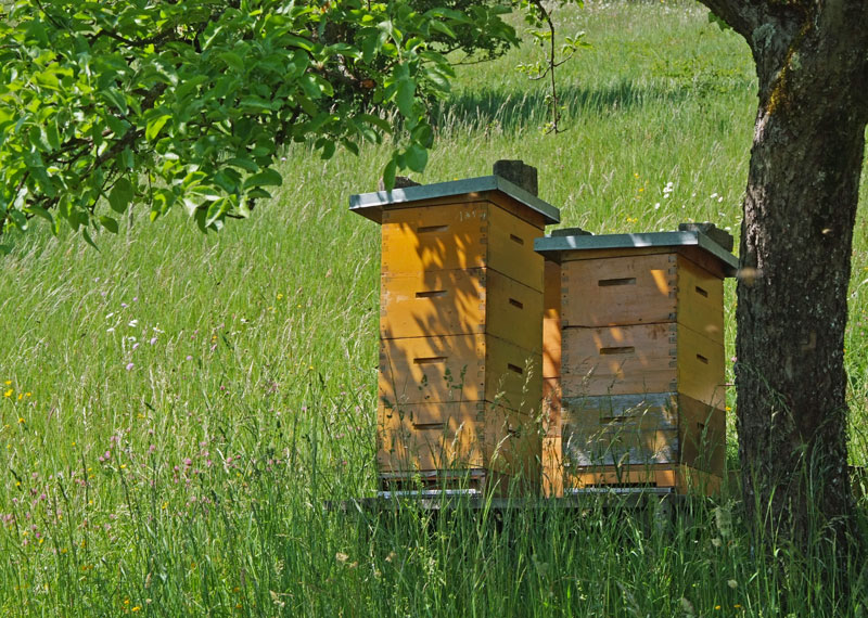 Bienenk├ñsten in Wiese 1